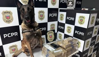 PMPR e PCPR apreendem quase 150 toneladas de drogas com apoio de cães em 2025