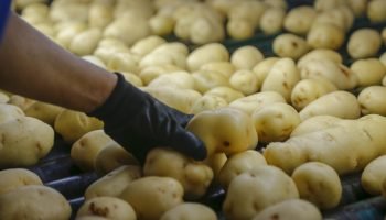 Palmas consolida posição como principal produtor de sementes de soja e batata no Paraná