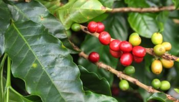 Eventos em 2025 consolidam Paraná como referência em cafés especiais