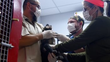 IAT presta atendimento a 4.552 animais silvestres em 2025