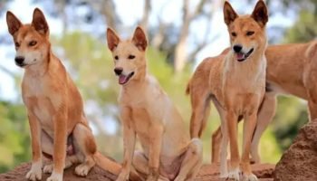 Mochileira de 19 anos encontrada morta em K'gari, suspeita de ataque de dingos