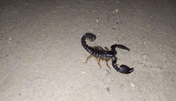 Menino de 7 anos morre após picada de escorpião no Norte do Paraná