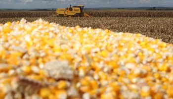 Milho consolida-se como principal aposta dos produtores paranaenses