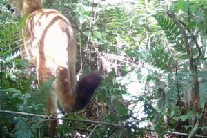 A onça-parda foi registrada pela primeira vez no Parque Estadual do Rio Guarani.