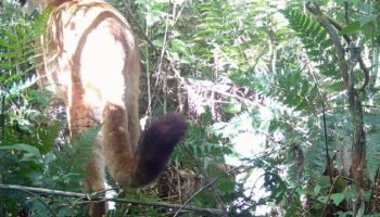 A onça-parda foi registrada pela primeira vez no Parque Estadual do Rio Guarani.