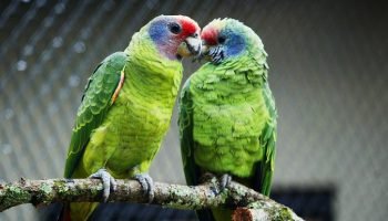 IAT reforça orientações sobre compra legal de animais silvestres