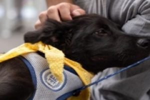 Foto: A proposta teve grande repercussão dentro e fora do plenário (Foto: Jean L