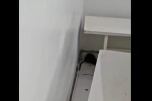 Imagens de ratos nas dependências do hospital viralizaram nas redes sociais (Divulgação)