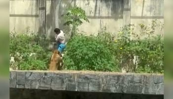 Homem Morre Atacado por Leoa ao Invadir Recinto em Zoológico na Paraíba