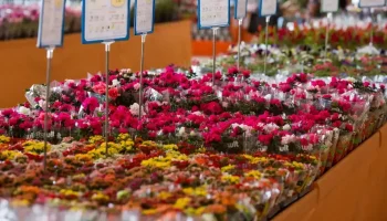 Flores de corte — Foto: relogio