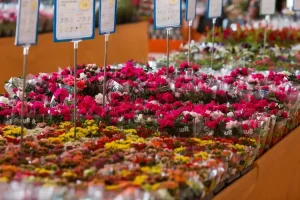 shoppingdasflores-creditofabianodebruim006400000202605092046.webp.webp