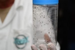 soltura-de-700-mil-mosquitos-por-semana-contra-a-dengue-comecou-nesta-terca-feira-25-6a8de6c940934