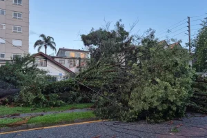 Chuva e vento forte derrubam árvores em 11 bairros de Curitiba