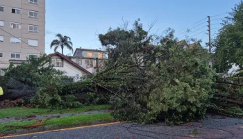 Chuva e vento forte derrubam árvores em 11 bairros de Curitiba