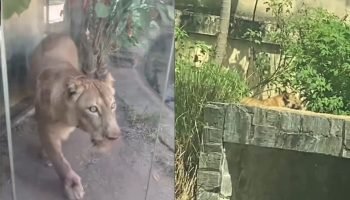 Caso Vaqueirinho: Leoa do Parque Arruda Câmara Não Será Sacrificada