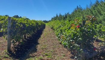 Programa de apoio à viticultura completa seis anos e beneficia mais de 400 produtores