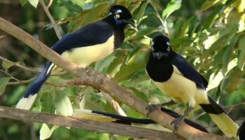 Vila Velha estreia observação de pássaros e Ponta Grossa entra na rota do birdwatching