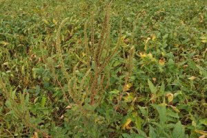 Foto: Governo do Paraná