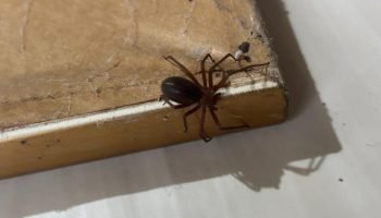 Saúde alerta sobre cuidados com aranhas no verão