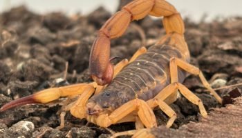 Foto: Governo do Paraná