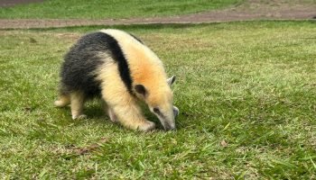 Zoo de Cascavel recebe três novos moradores